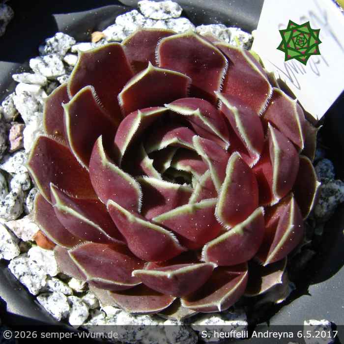 Sempervivum heuffelii 'Andreyna'