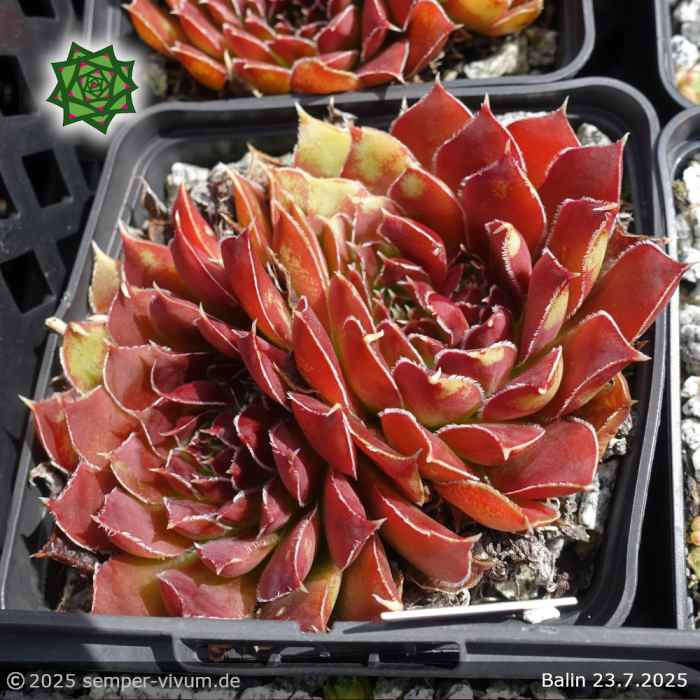 Sempervivum heuffelii 'Balin'
