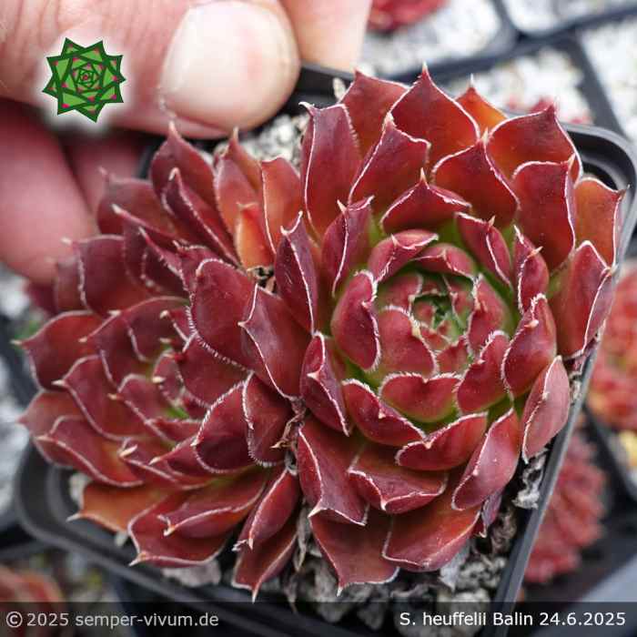 Sempervivum heuffelii 'Balin'