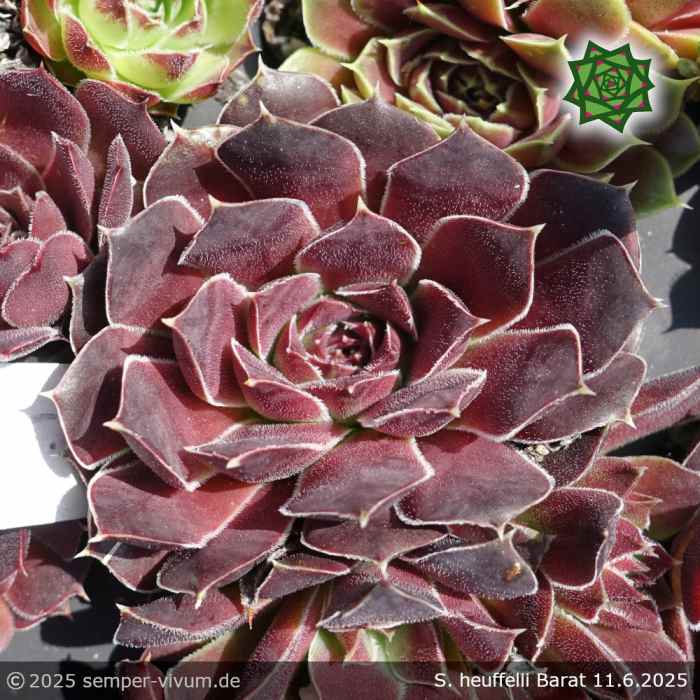 Sempervivum heuffelii 'Barat'