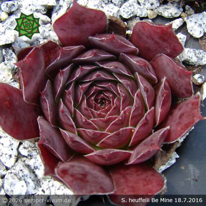 Sempervivum heuffelii 'Be Mine'