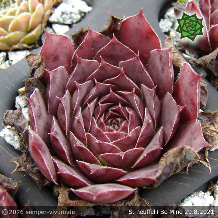 Sempervivum heuffelii 'Be Mine'