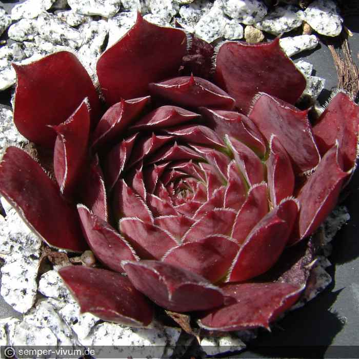 aufgenommen am 7.7.2016