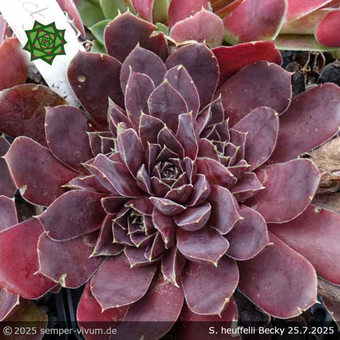 Sempervivum heuffelii 'Becky'