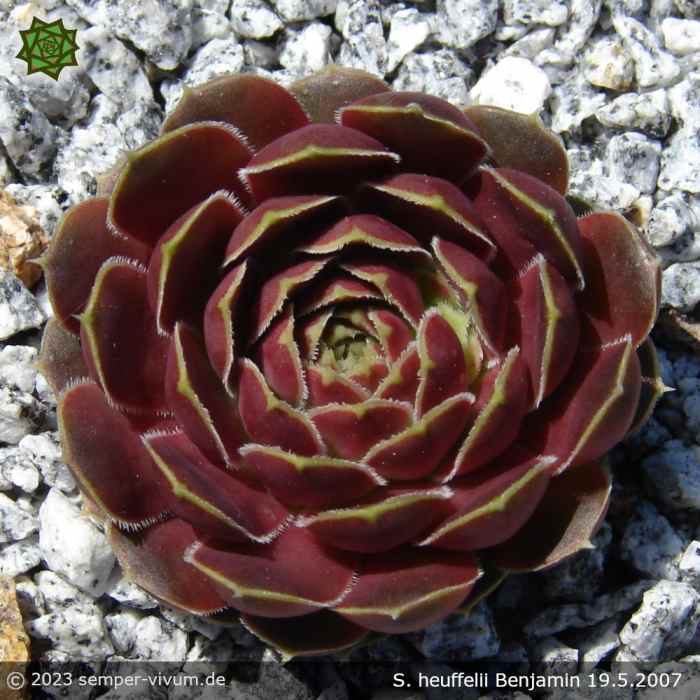 aufgenommen am 19.5.2007