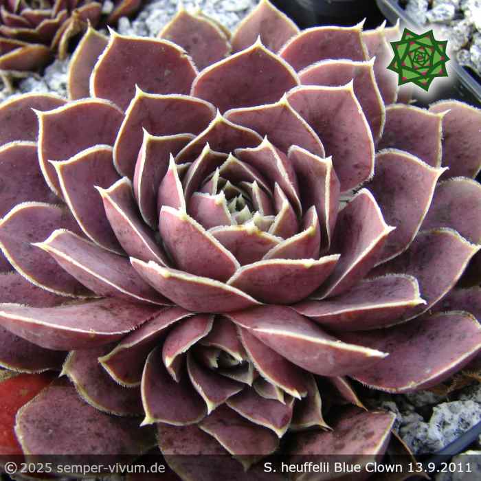 Sempervivum heuffelii 'Blue Clown'