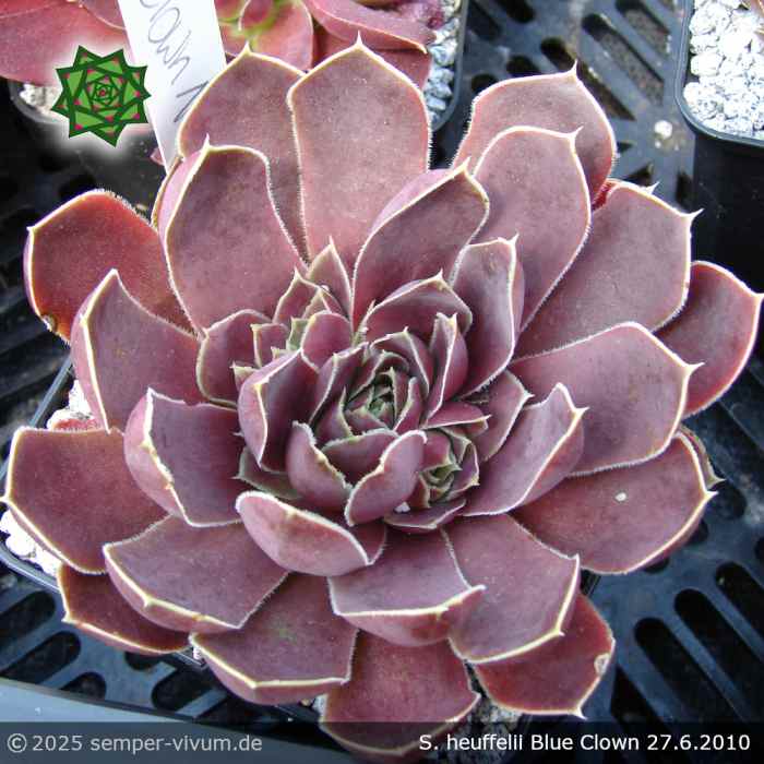 Sempervivum heuffelii 'Blue Clown'