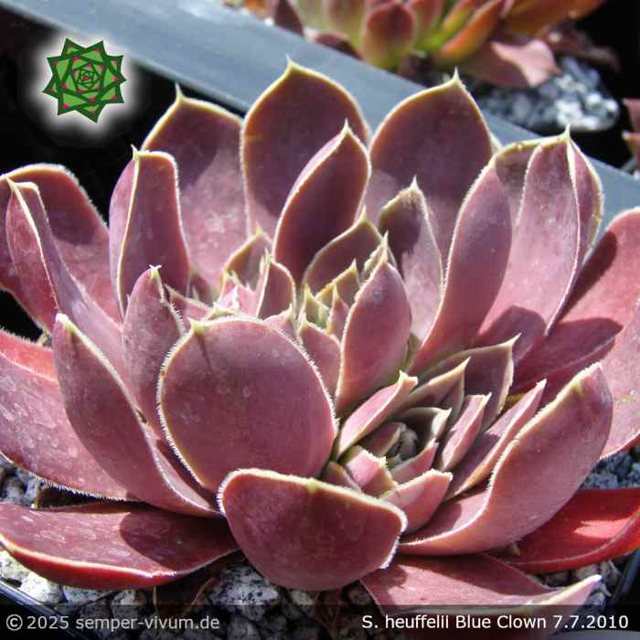 Sempervivum heuffelii 'Blue Clown'