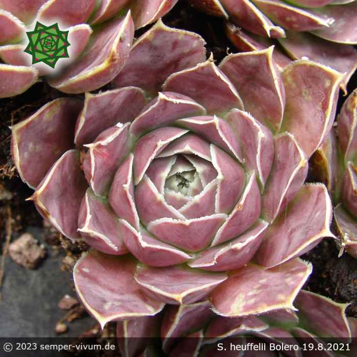 Sempervivum heuffelii 'Bolero'