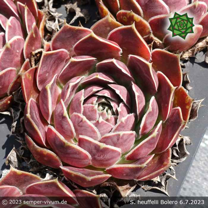 Sempervivum heuffelii 'Bolero'