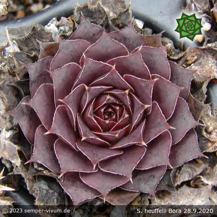 Sempervivum heuffelii 'Bora'