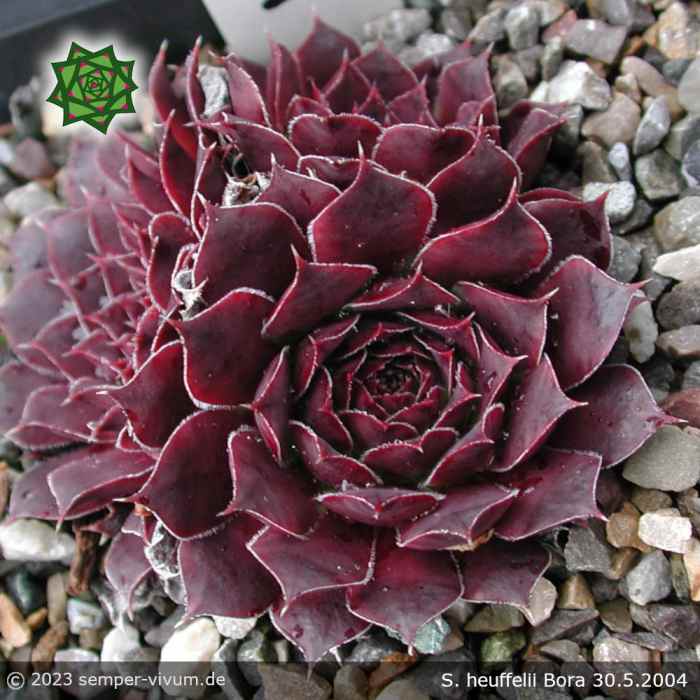 Sempervivum heuffelii 'Bora'
