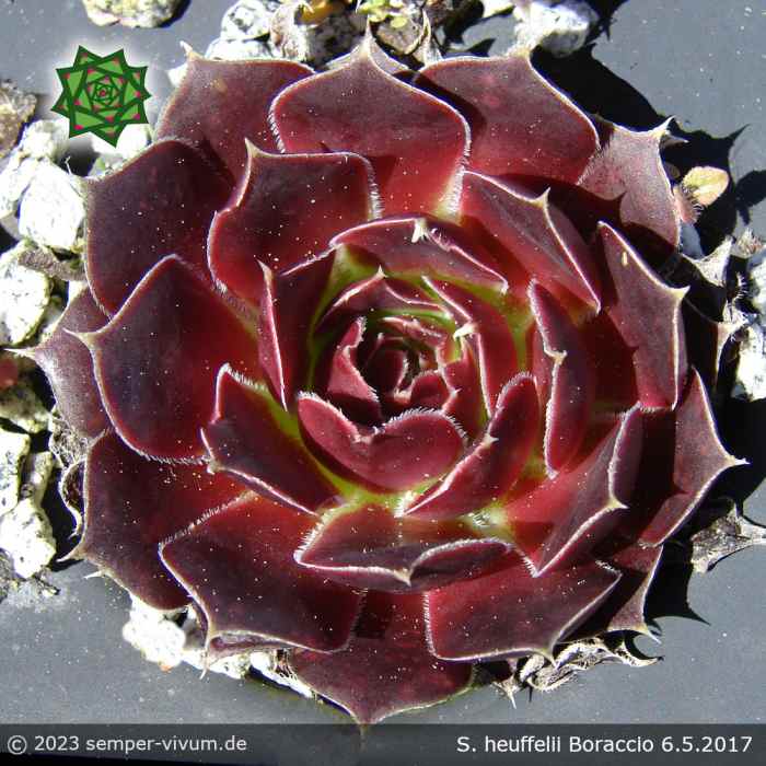 Sempervivum heuffelii 'Boraccio'