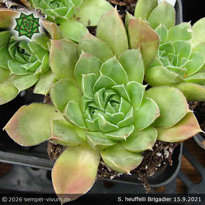 Sempervivum heuffelii 'Brigadier'