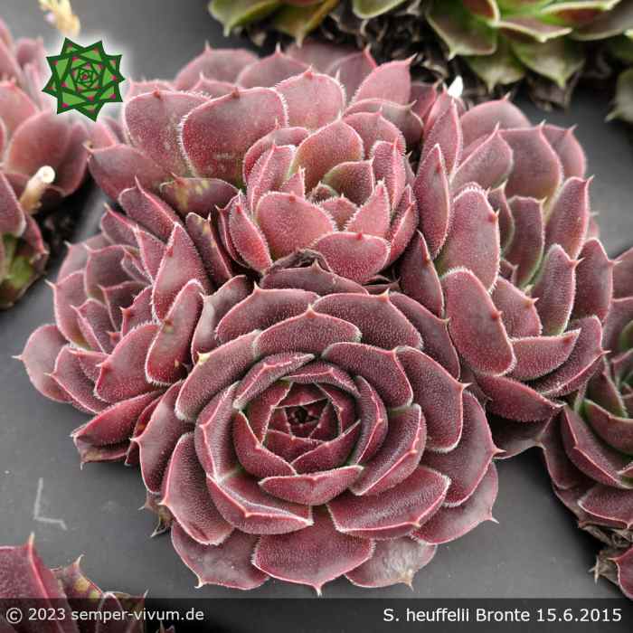 Sempervivum heuffelii 'Bronte'