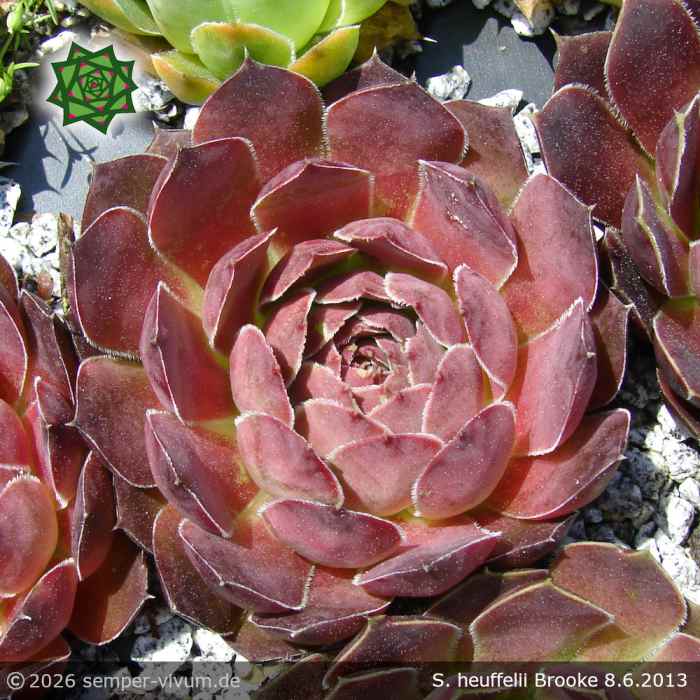 Sempervivum heuffelii 'Brooke'