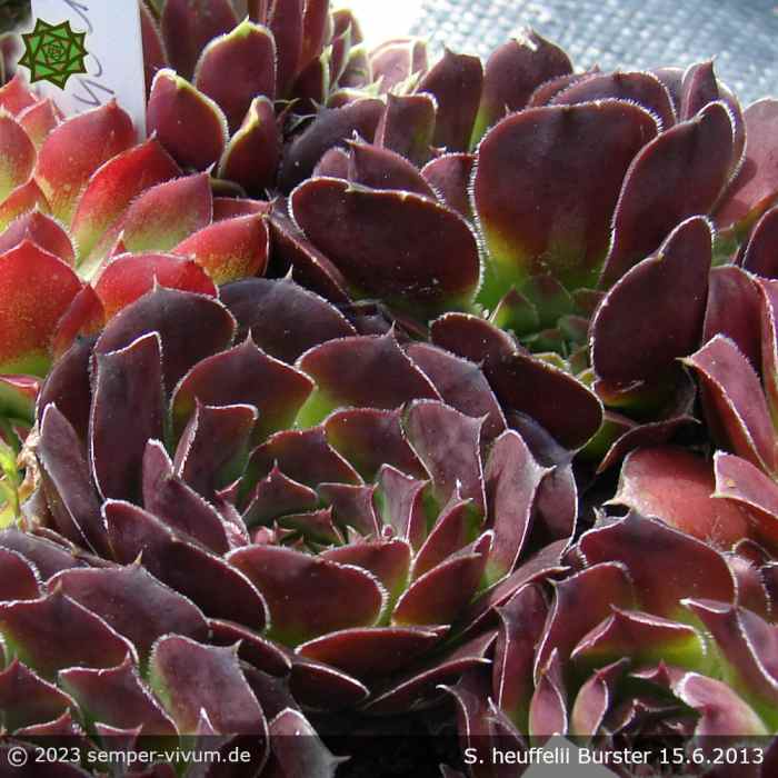 aufgenommen am 15.6.2013