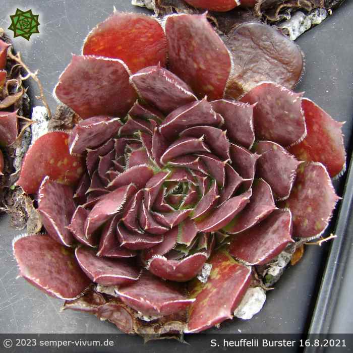 aufgenommen am 16.8.21