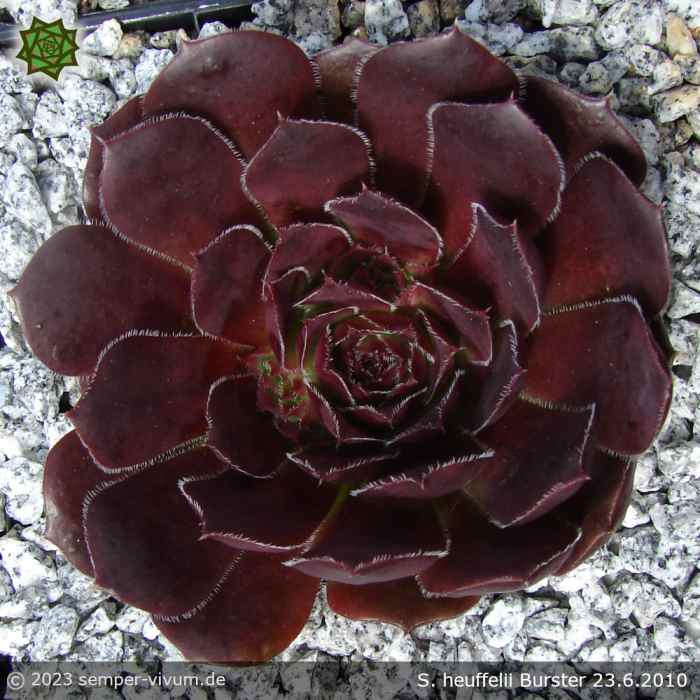 aufgenommen am 23.6.2010