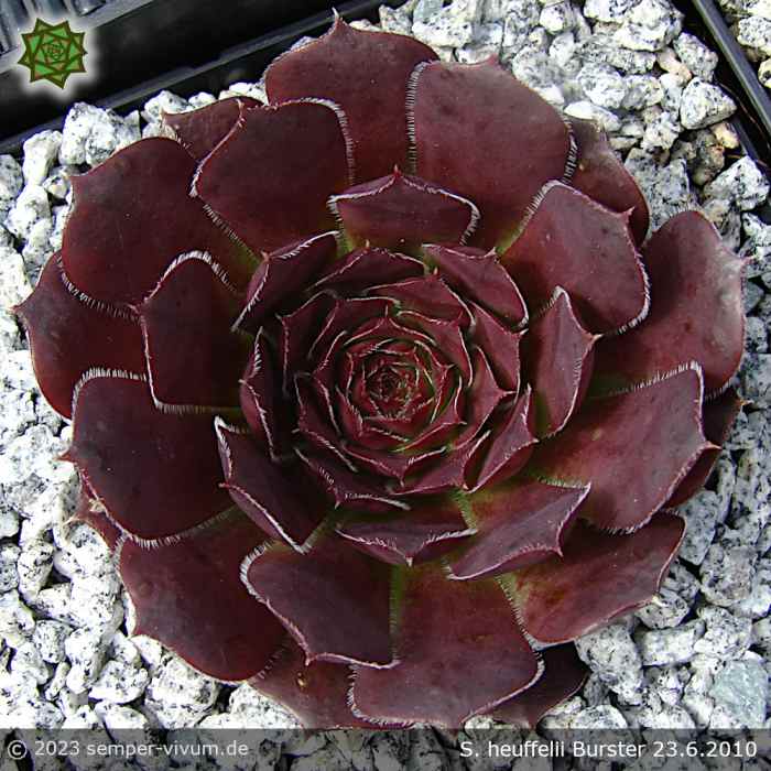 aufgenommen am 23.6.2010