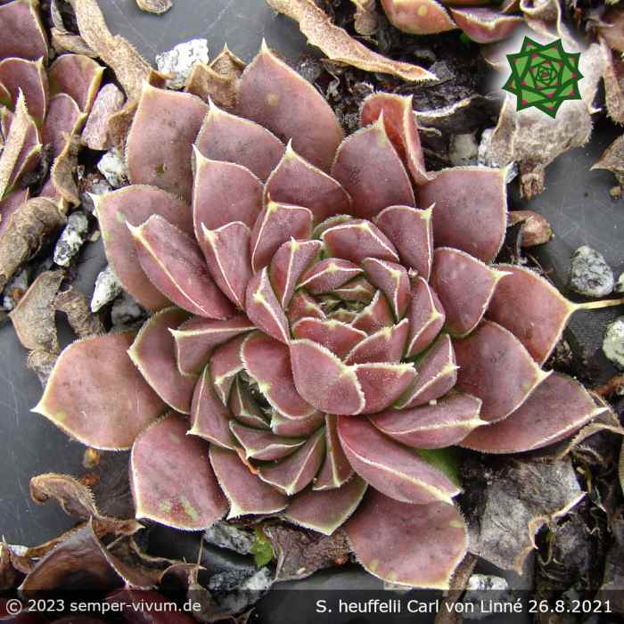 Sempervivum heuffelii 'Carl von Linné'
