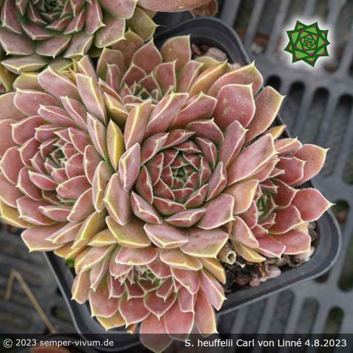 Sempervivum heuffelii 'Carl von Linné'