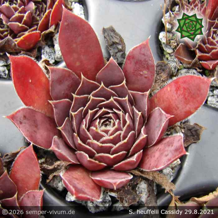 Sempervivum 'Cassidy'