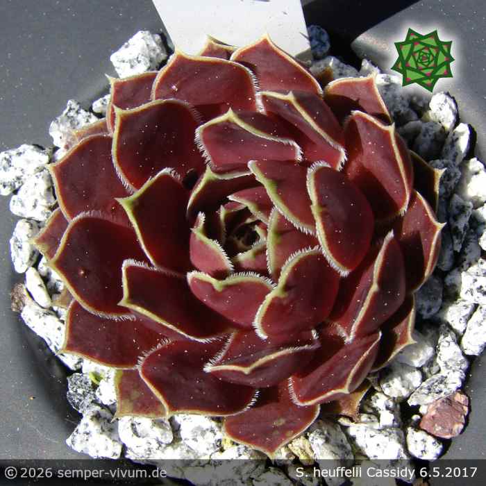 Sempervivum 'Cassidy'