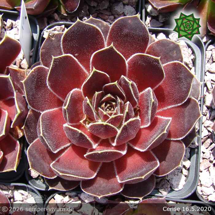 Sempervivum heuffelii 'Cerise'