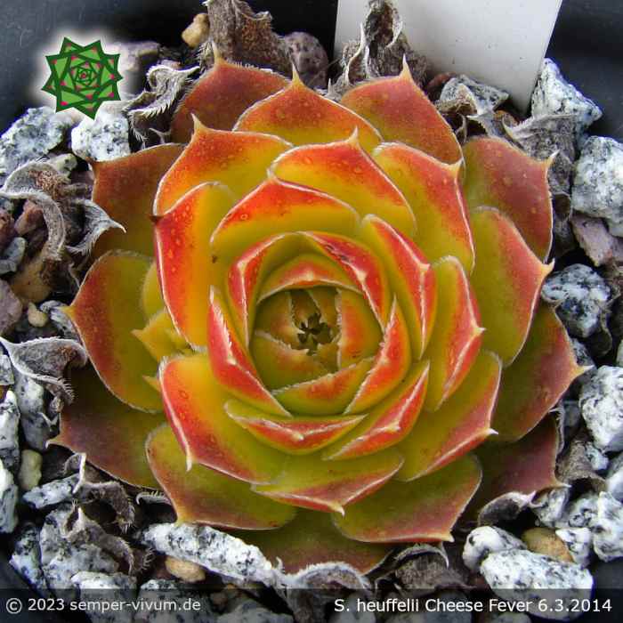 Sempervivum heuffelii 'Cheese Fever'