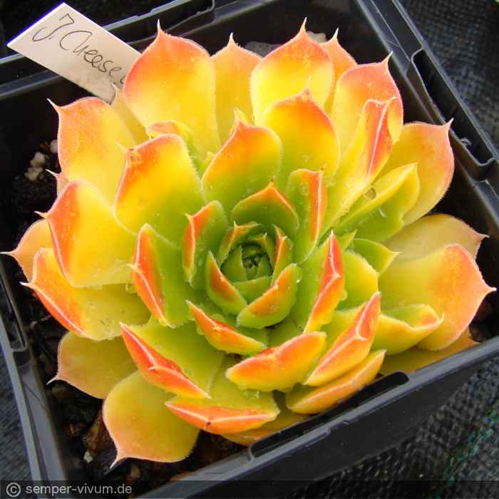 aufgenommen am 28.4.2017