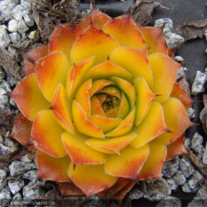 aufgenommen am 29.3.2020