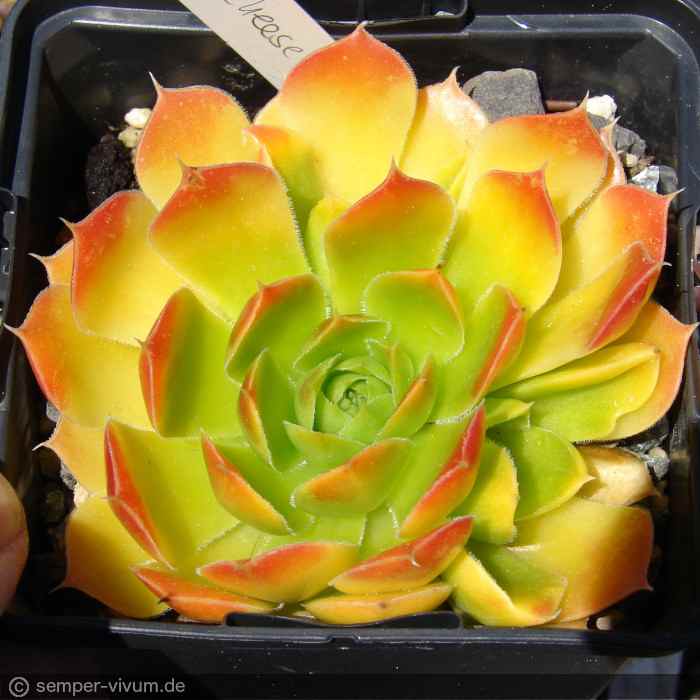 aufgenommen am 6.5.2017