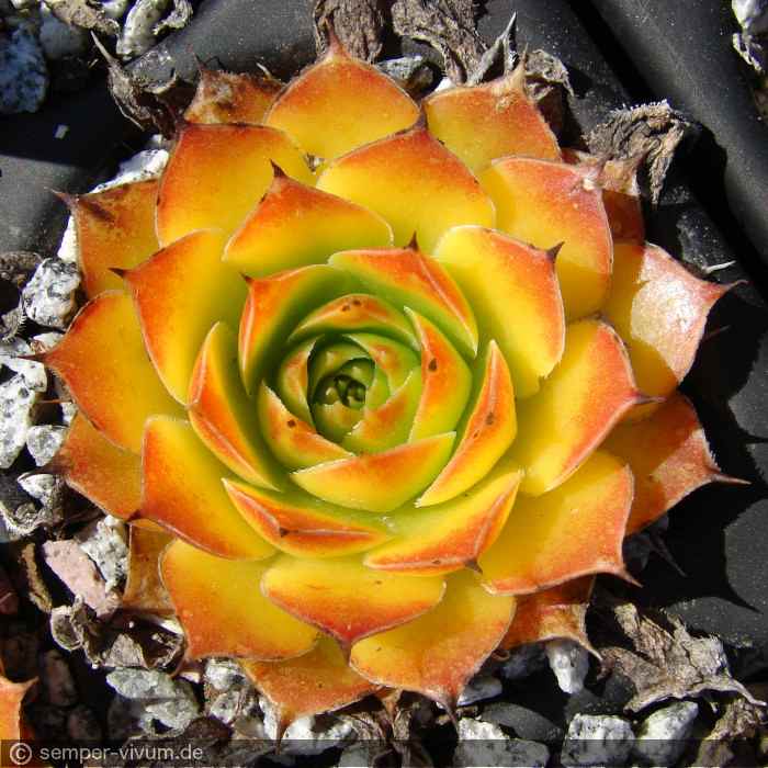 aufgenommen am 8.4.2020