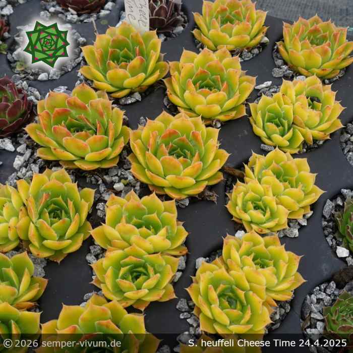 Sempervivum heuffelii 'Cheese Time'