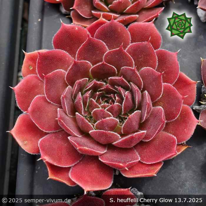 Sempervivum heuffelii 'Cherry Glow'