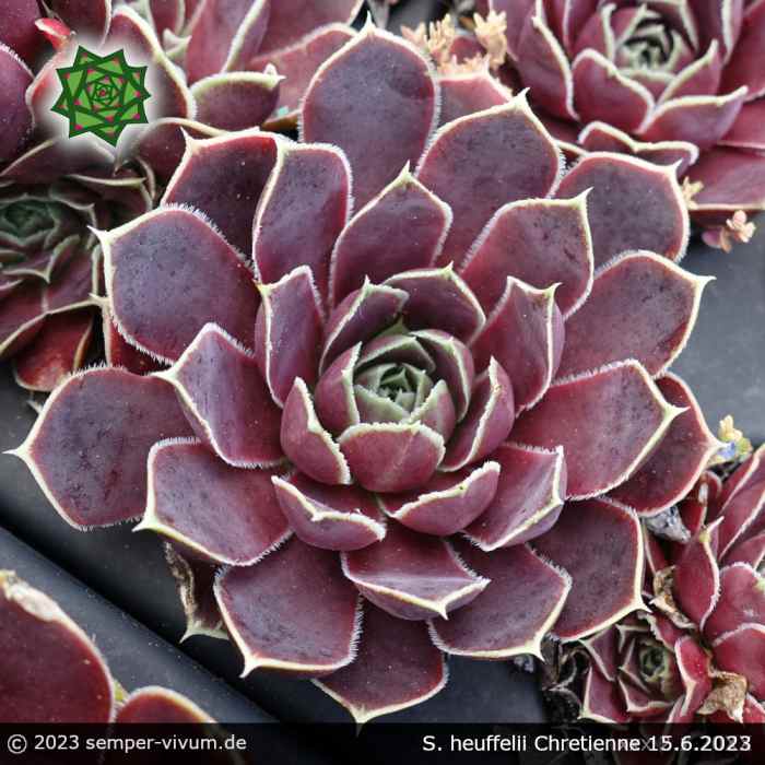 Sempervivum heuffelii 'Chretienne'