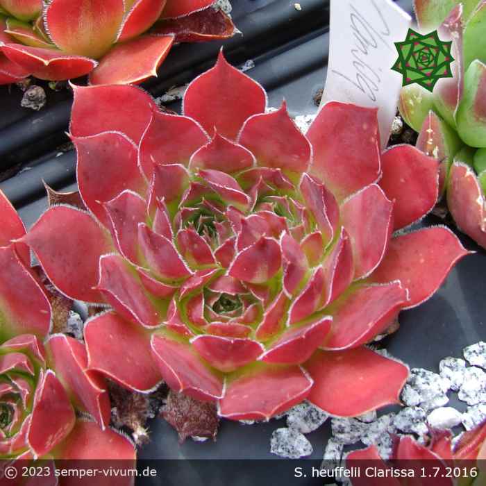 Sempervivum heuffelii 'Clarissa'