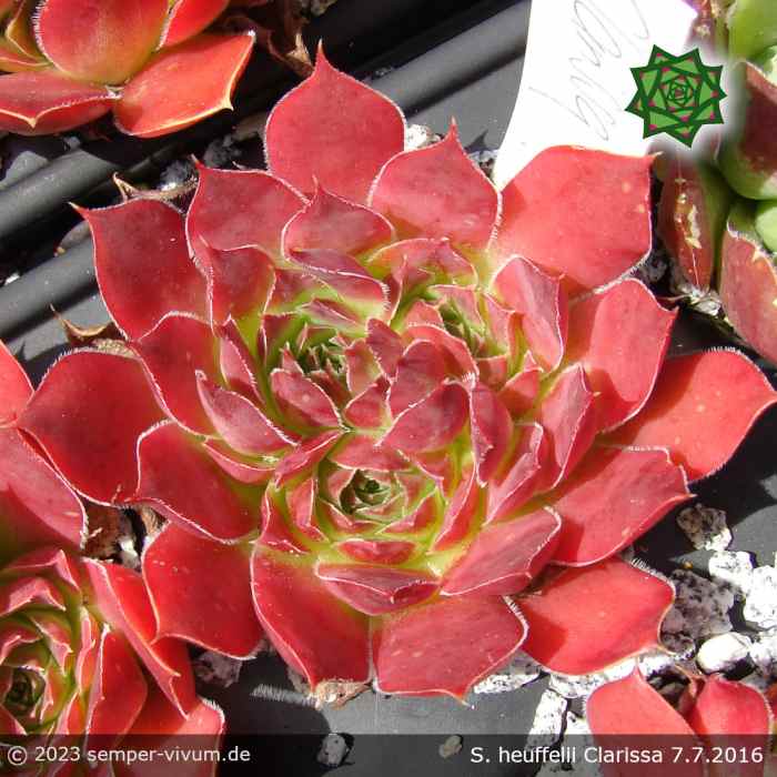 Sempervivum heuffelii 'Clarissa'