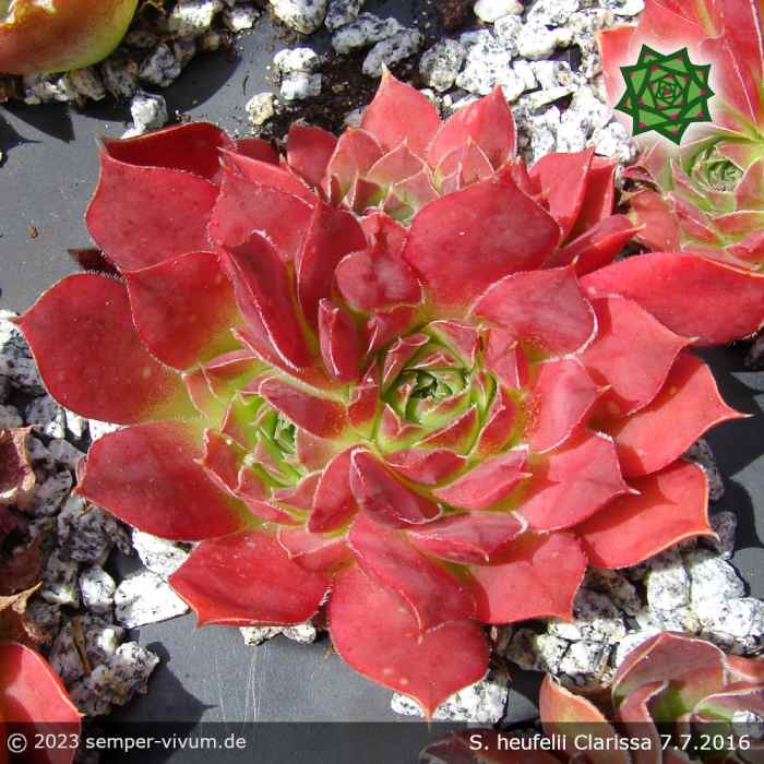 Sempervivum heuffelii 'Clarissa'