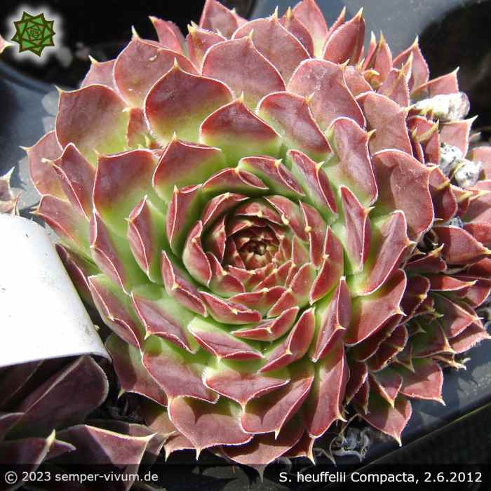 aufgenommen am 2.6.2012