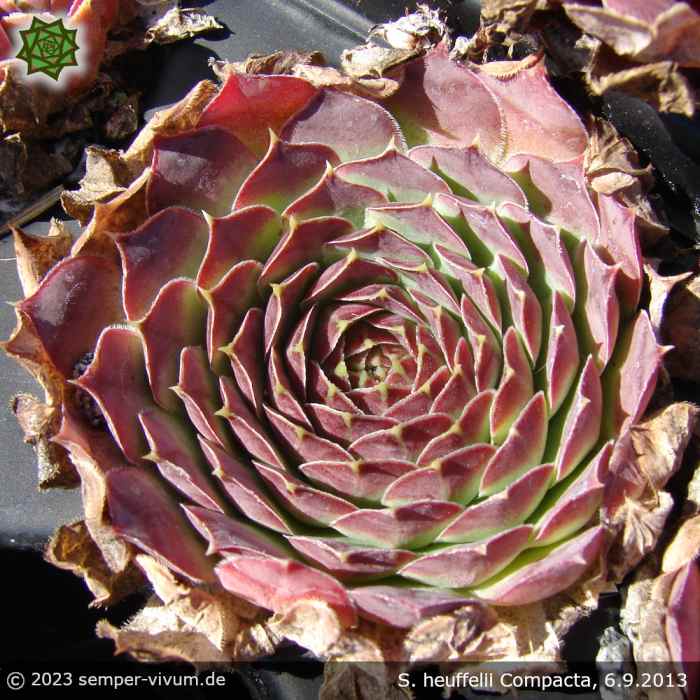 aufgenommen am 6.9.2013