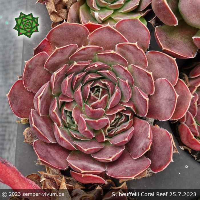 Sempervivum heuffelii 'Coral Reef'