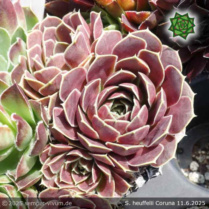Sempervivum heuffelii 'Coruna'