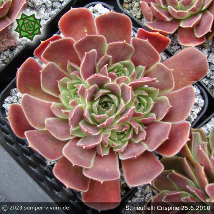 Sempervivum heuffelii 'Crispine'