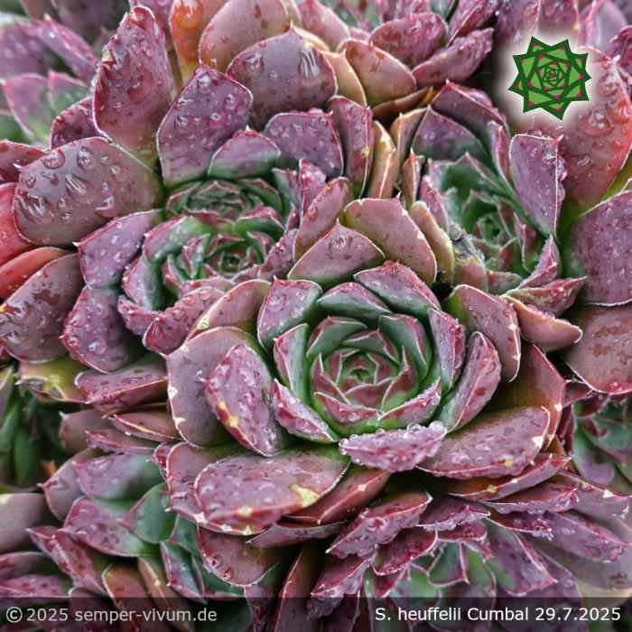 Sempervivum heuffelii 'Cumbal'