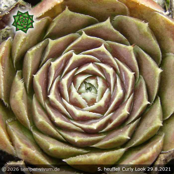 Sempervivum heuffelii 'Curly Look'