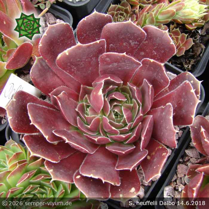 Sempervivum heuffelii 'Dalbo'