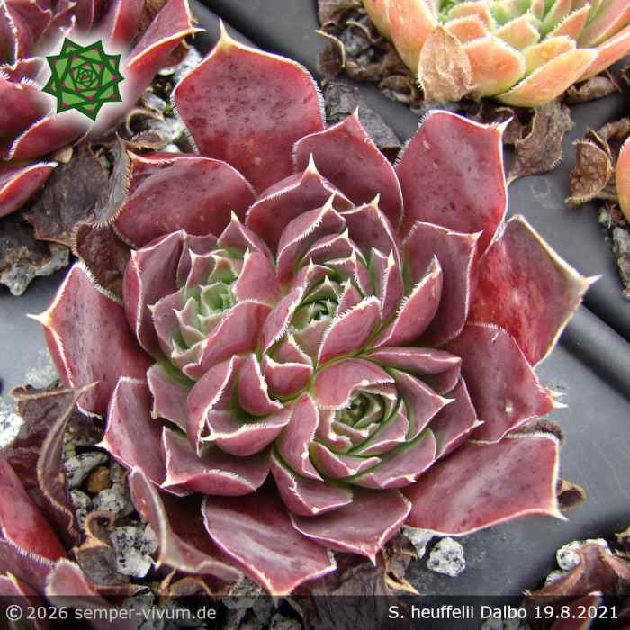 Sempervivum heuffelii 'Dalbo'