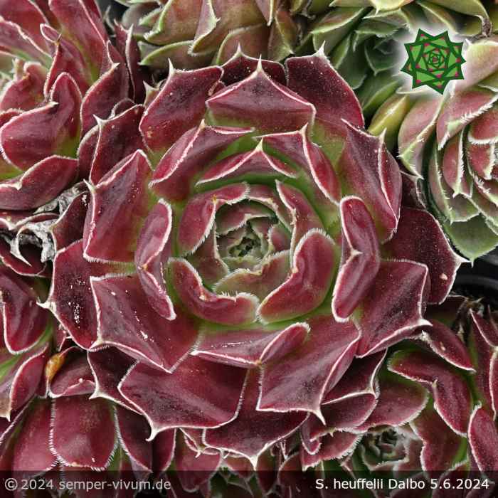 Sempervivum heuffelii 'Dalbo'